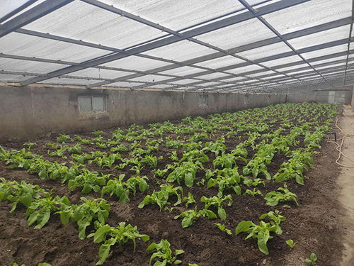 西藏白朗 蔬菜种植合作社助力农民增收