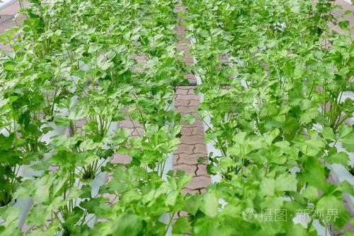 有机水培蔬菜农场照片-正版商用图片0dhw5l-摄图新视界