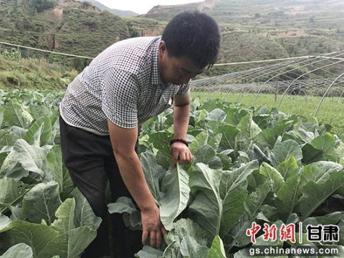 甘肃漳县农户 零资金 种蔬菜享 红利